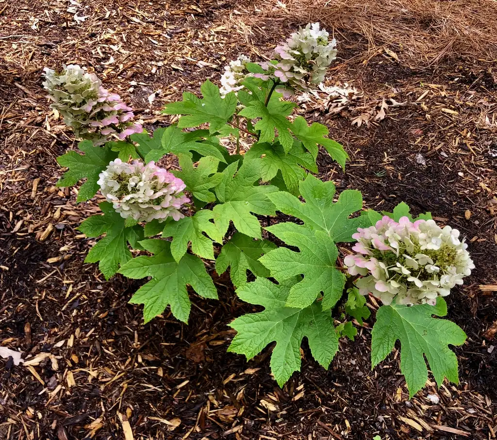 Foto de Hydrangea quercifolia - Flower (Warren County,NC)-Early Summer:Cathy Dewitt