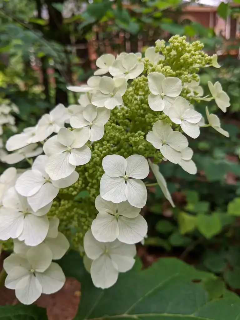 Foto de Hydrangea quercifolia - 'Snow Queen' Flowers (Cabarrus County, NC):Hope Duckworth
