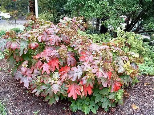 Foto de Hydrangea quercifolia - Hydrangea quercifolia fall color:Henryr10