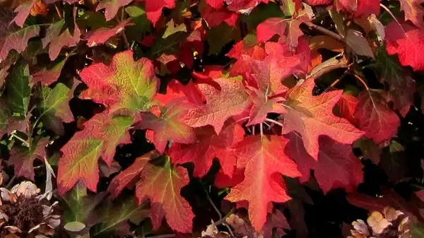 Foto de Hydrangea quercifolia - Hydrangea quercifolia:K M