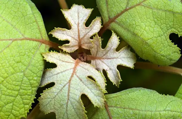 Foto de Hydrangea quercifolia - Hydrangea quercifolia:Jane