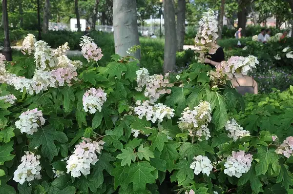 Foto de Hydrangea quercifolia - Hydrangea quercifolia:Proteinbiochemist