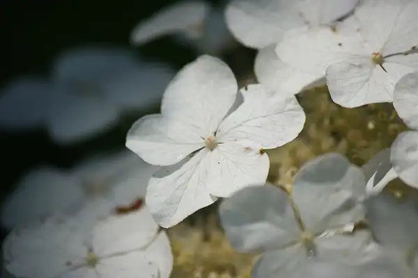 Foto de Hydrangea quercifolia - Hydrangea quercifolia:James M