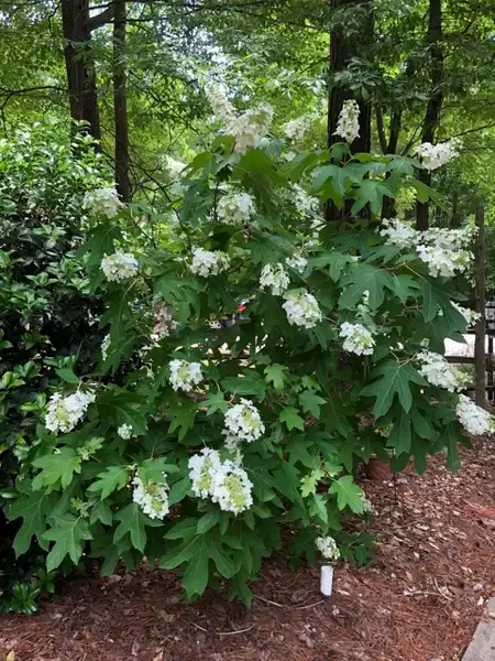 Foto de Hydrangea quercifolia - Hydrangea quercifolia:Barbara Goodman