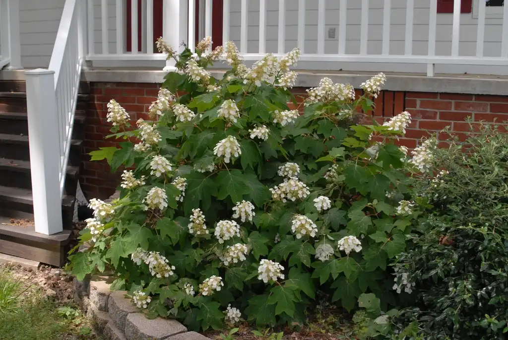 Foto de Hydrangea quercifolia - 'Sikes Dwarf' Flower Form:Jim Robbins