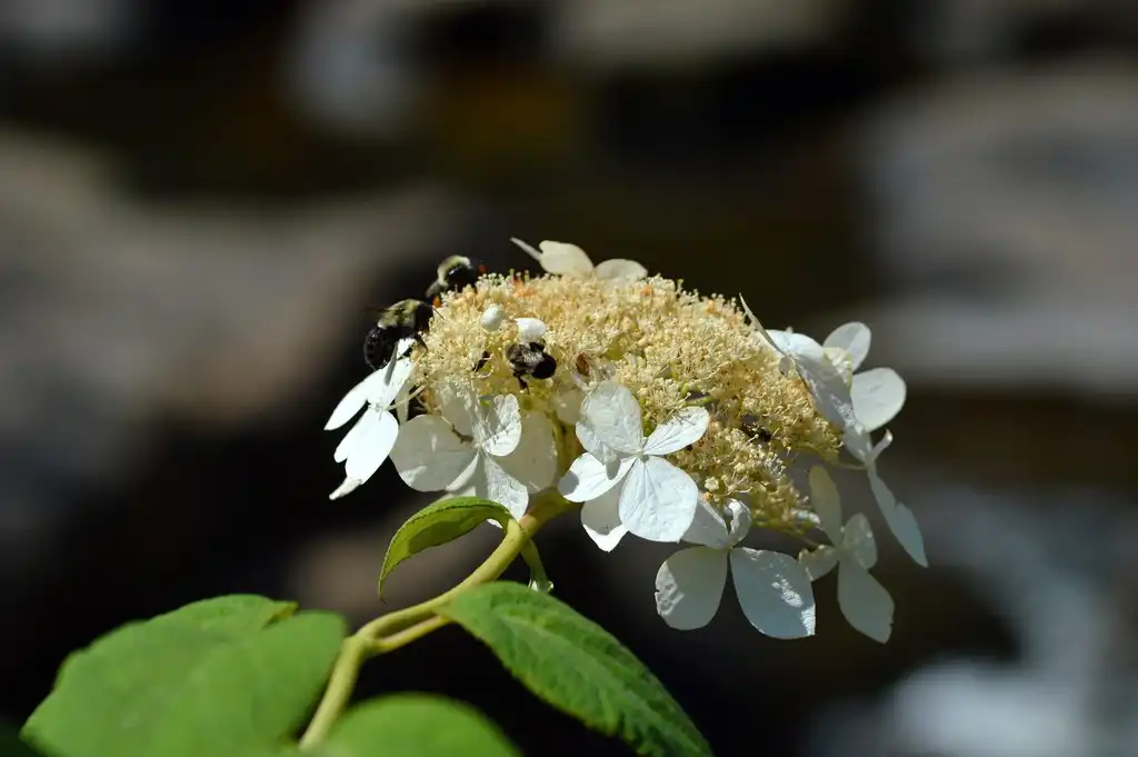 Foto de Hydrangea radiata (Hydrangea radiatas)