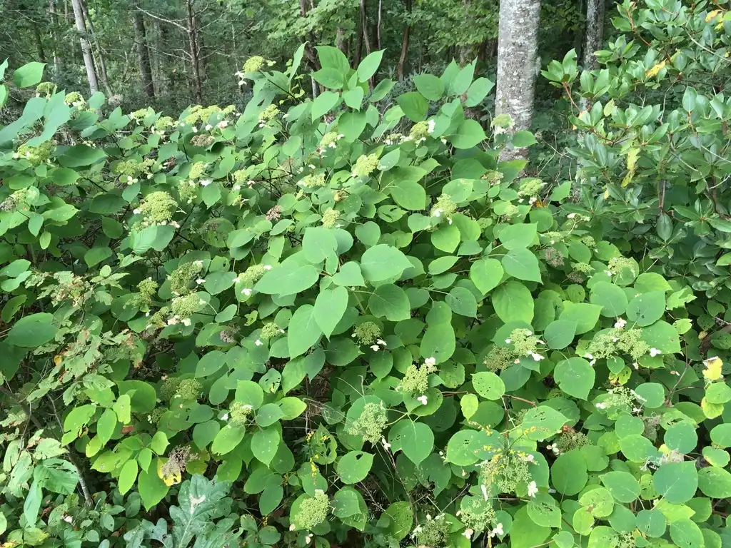 Foto de Hydrangea radiata (Hydrangea radiatas)