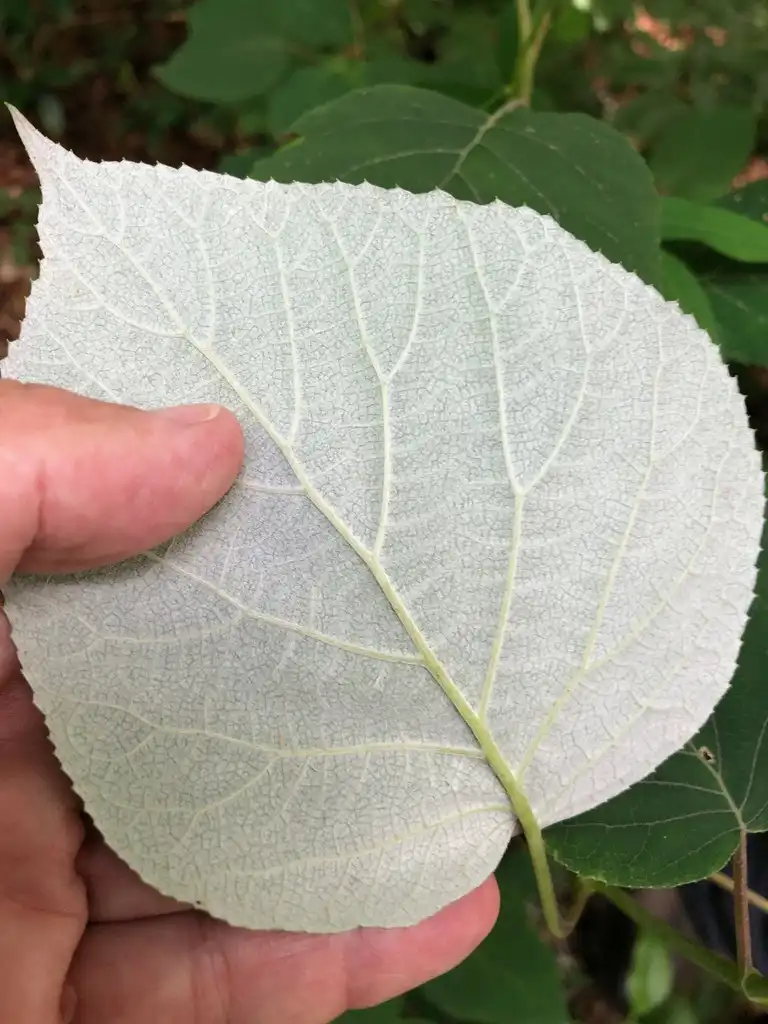 Foto de Hydrangea radiata - Underside of leaf:Janet Wright