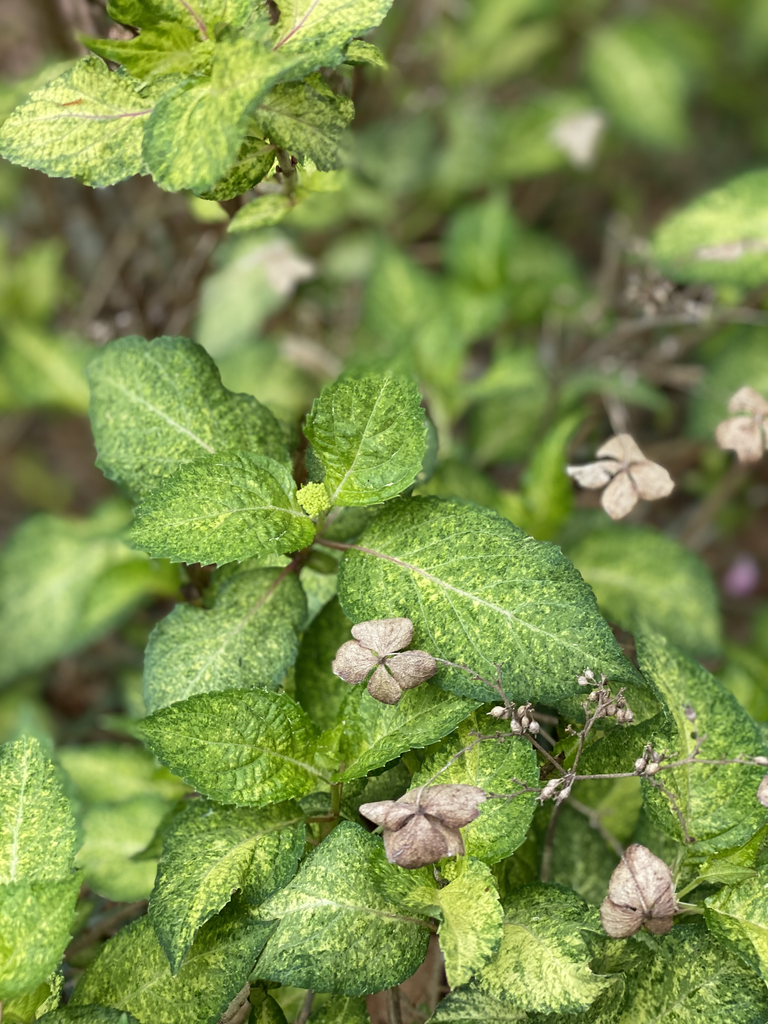 Фото Hydrangea serrata 'Omacha Variegata' (Hydrangea serrata 'Omacha Variegata's)