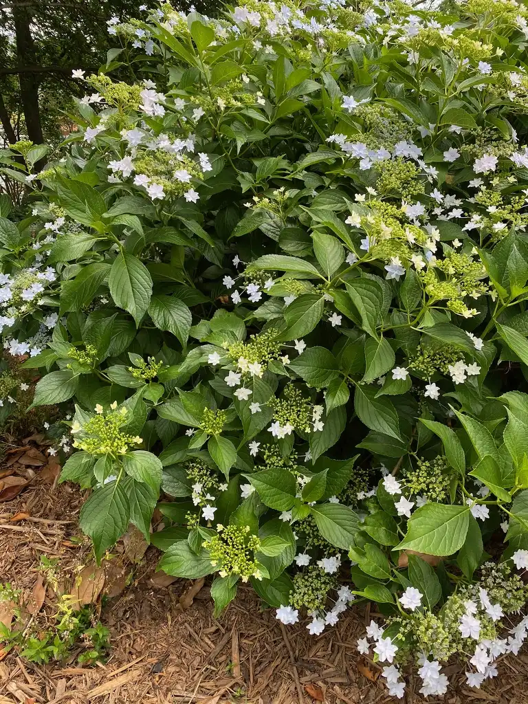 Фото Hydrangea serrata 'Omacha Variegata' (Hydrangea serrata 'Omacha Variegata's)