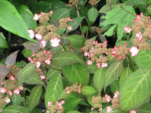 Фото Hydrangea serrata (Hydrangea serratas)
