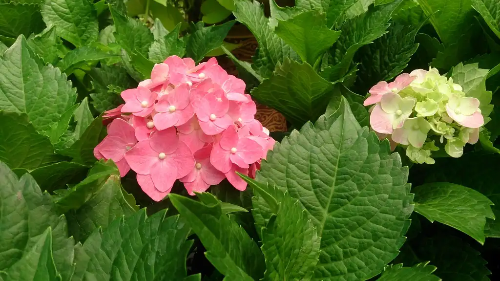 Photo of Hydrangea (Hydrangeas)