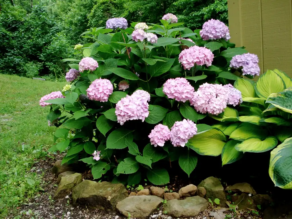 Photo of Hydrangea (Hydrangeas)