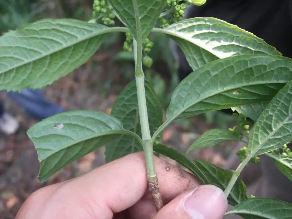 Photo of Hydrangea - Leaves and stem:石川 Shihchuan