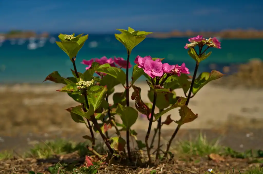 Photo of Hydrangea - Hydrangea's form; near the sea:Peter Stenzel