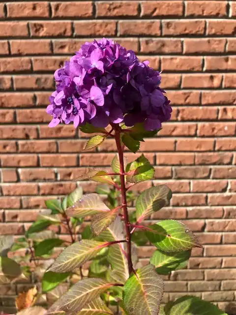 Photo of Hydrangea - Flower and stem (Cabarrus County, NC)-Late Fall:Mark Robinson