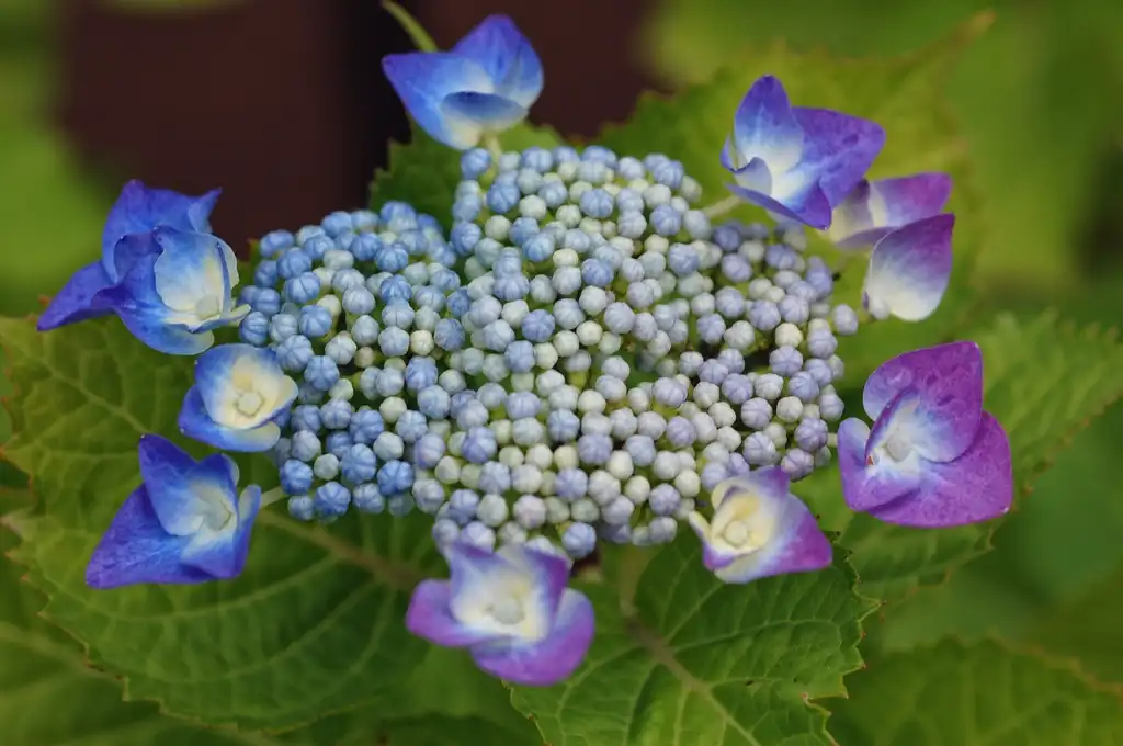 Photo of Hydrangea - Flowers and leaves:idua_japan