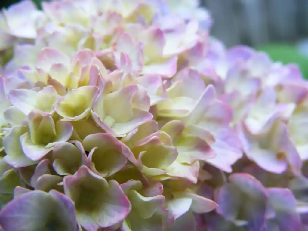 Photo of Hydrangea - Flowers closeup:Virginia (Ginny) Sanderson