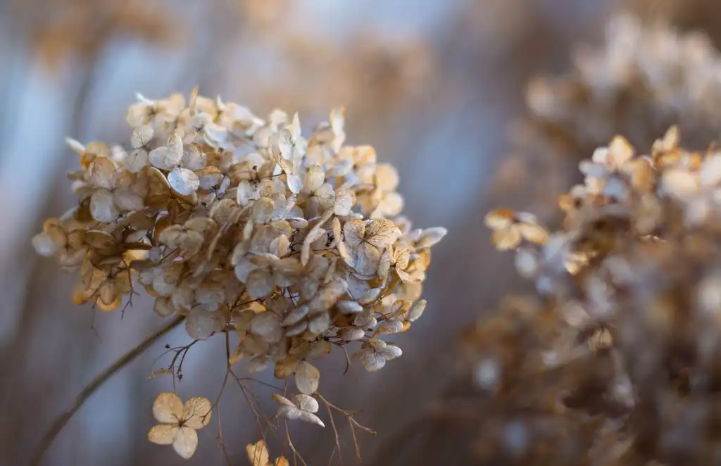 Photo of Hydrangea - Hydrangea in winter:Julie Jablonski