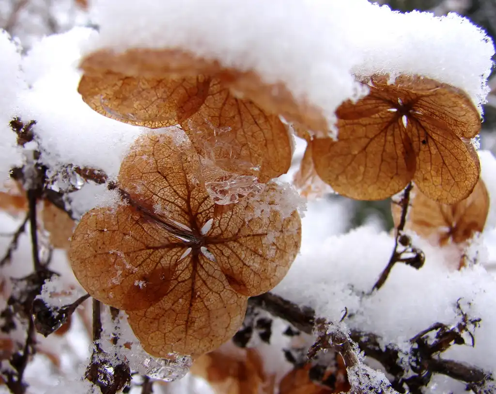 Photo of Hydrangea - Oakleaf Hydrangea with snow and ice:Karen Dorsett