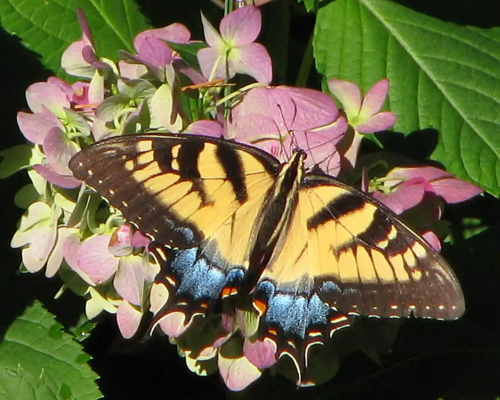 Photo of Hydrangea - Hydrangea with Eastern Tiger Swallowtail:Vicki DeLoach