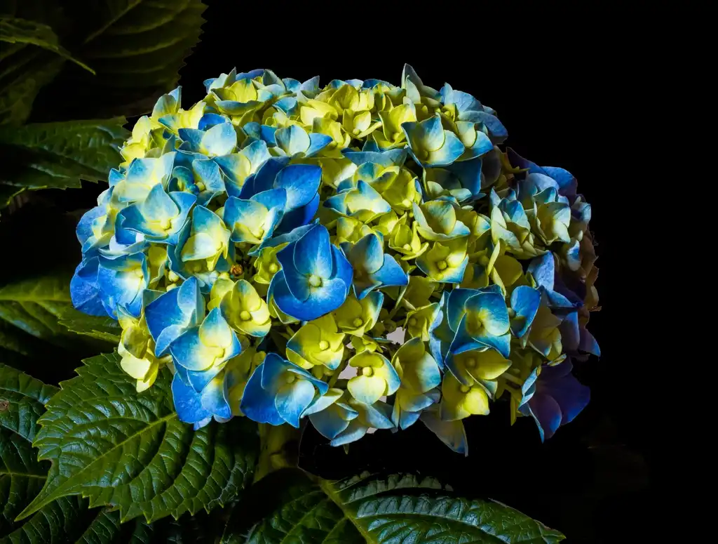 Photo of Hydrangea - Hydrangea Macrophylla flower:Ray in Manila