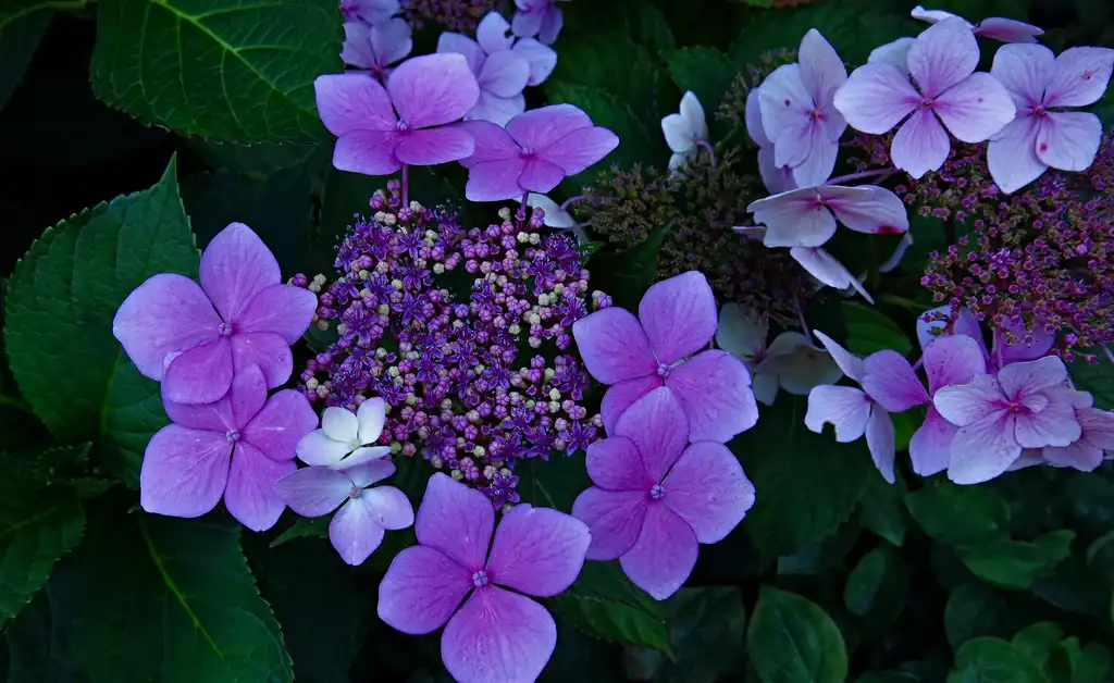 Photo of Hydrangea - Purple flowers:rainy city