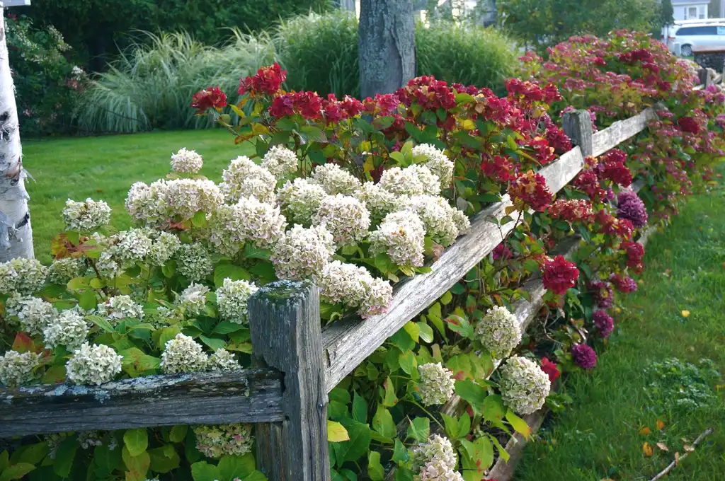 Photo of Hydrangea - Hydrangea fence border:Rachel Kramer