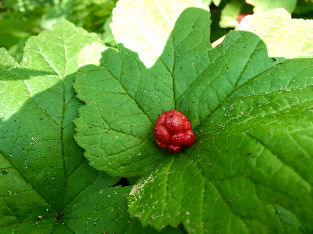 Photo of Hydrastis canadensis (Hydrastis canadensiss)