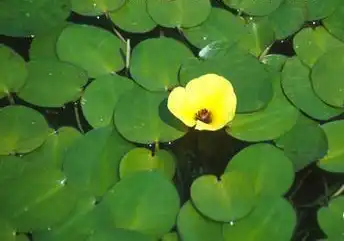 Photo of Hydrocleys nymphoides (Hydrocleys nymphoidess)