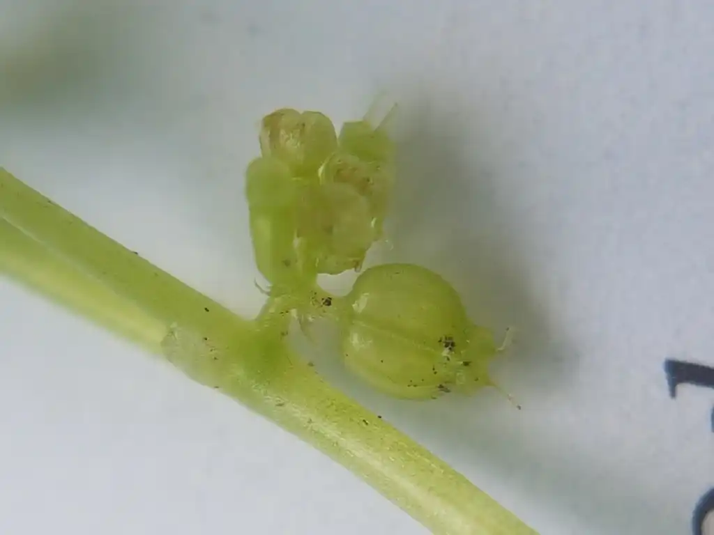 Foto de Hydrocotyle americana (Hydrocotyle americanas)