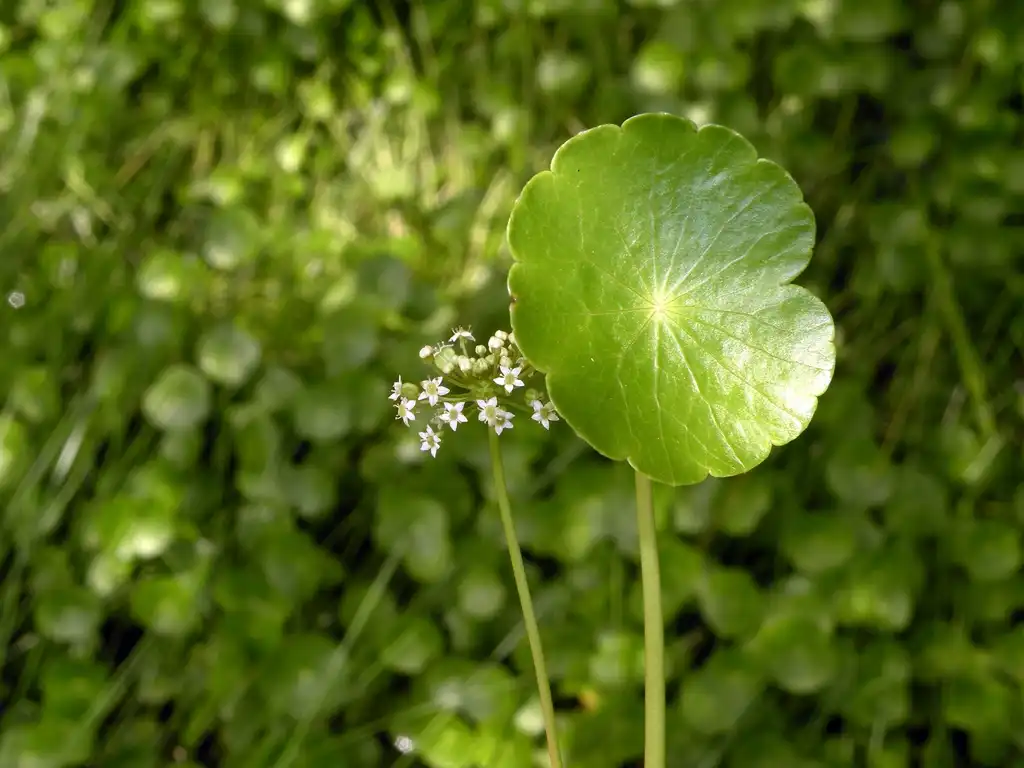 Photo of Hydrocotyle umbellata (Hydrocotyle umbellatas)