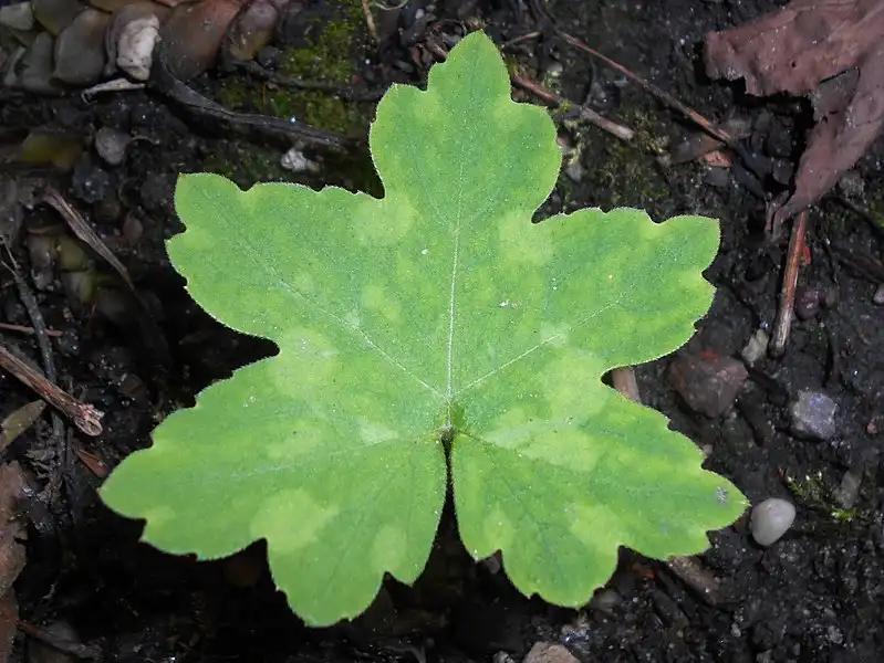 Фото Hydrophyllum canadense (Hydrophyllum canadenses)