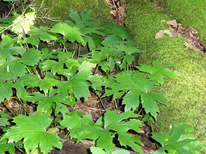 Фото Hydrophyllum canadense (Hydrophyllum canadenses)