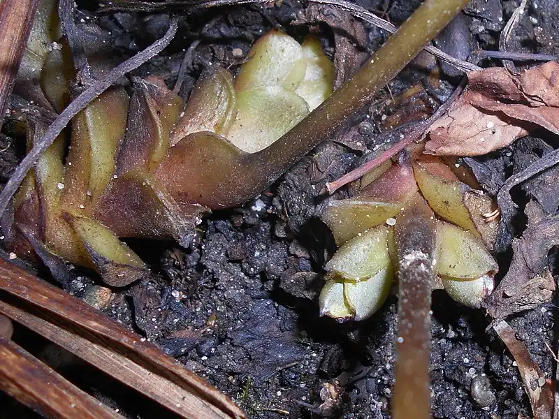 Фото Hydrophyllum canadense - Stem formation:Salicyna
