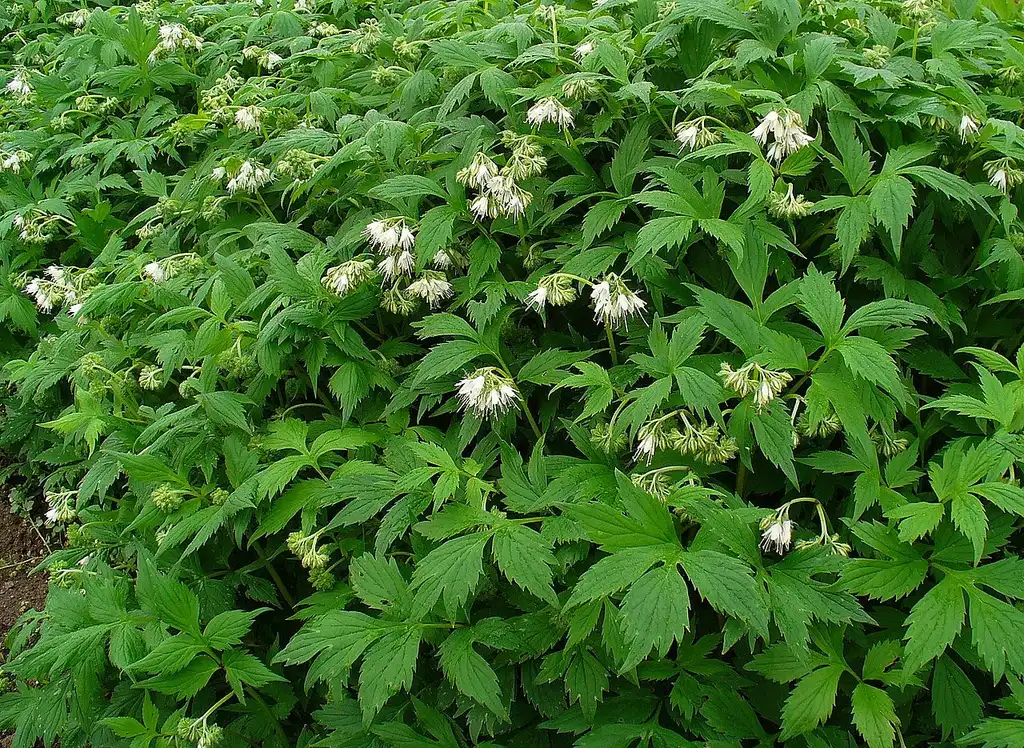 Photo of Hydrophyllum virginianum (Hydrophyllum virginianums)