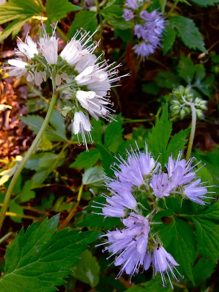 Photo of Hydrophyllum virginianum (Hydrophyllum virginianums)