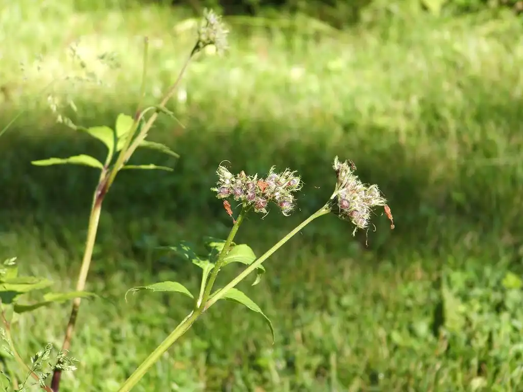 Photo of Hydrophyllum virginianum - Seed Capsule:Douglas W. Jones