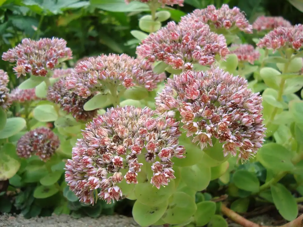 Photo of Hylotelephium anacampseros (Hylotelephium anacampseross)