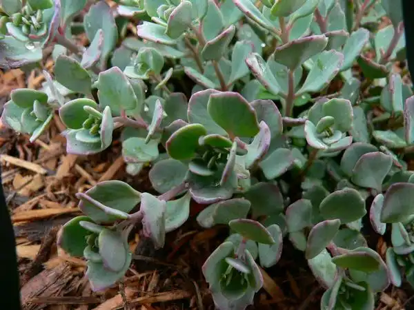 Фото Hylotelephium cauticola (Hylotelephium cauticolas)