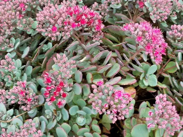 Фото Hylotelephium cauticola (Hylotelephium cauticolas)