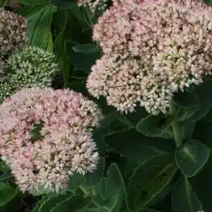Foto de Hylotelephium 'Herbstfreude' AUTUMN JOY (Hylotelephium 'Herbstfreude' AUTUMN JOYs)