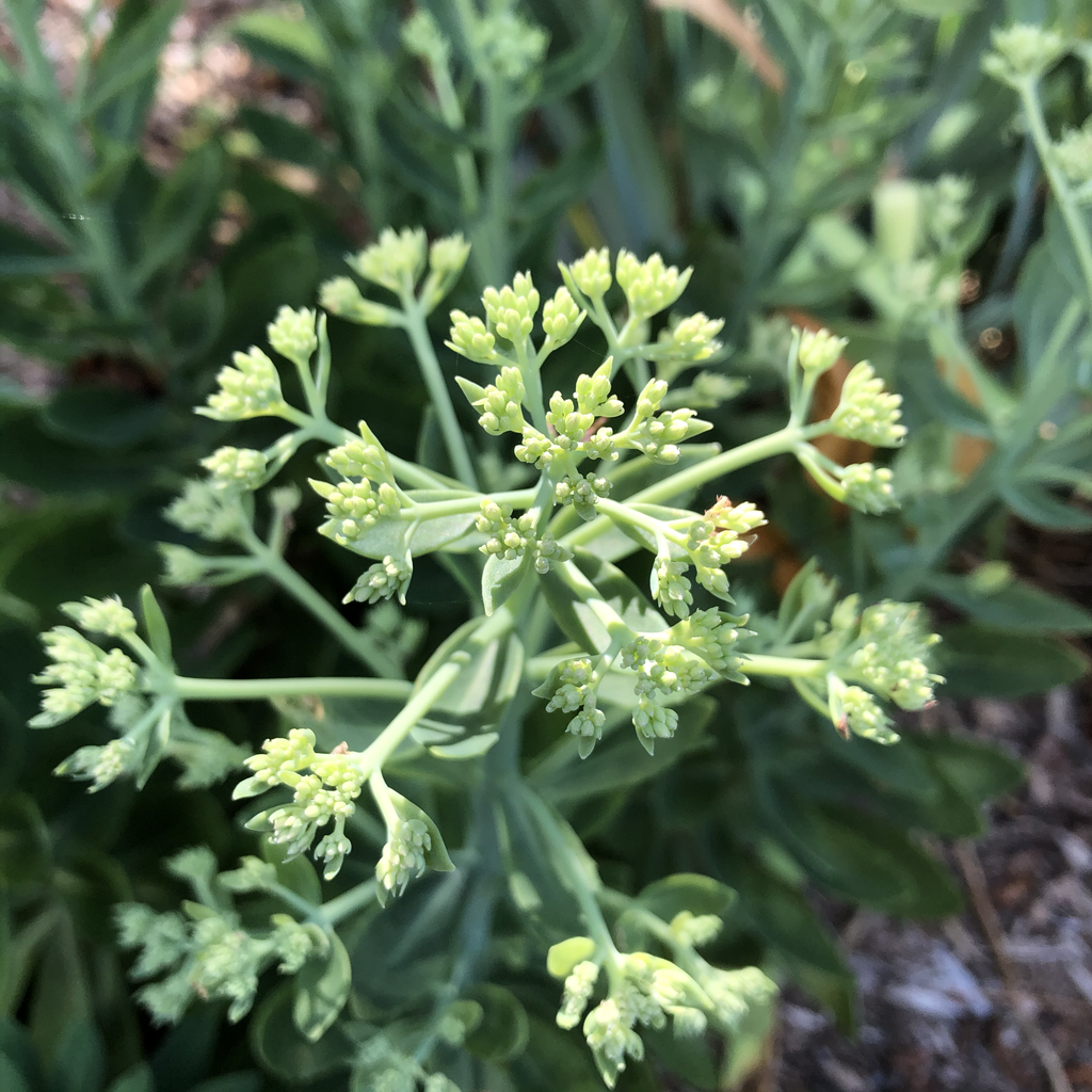 Foto de Hylotelephium 'Herbstfreude' AUTUMN JOY - Flower Bud (Durham County,NC)-Late Summer:Andrea Laine