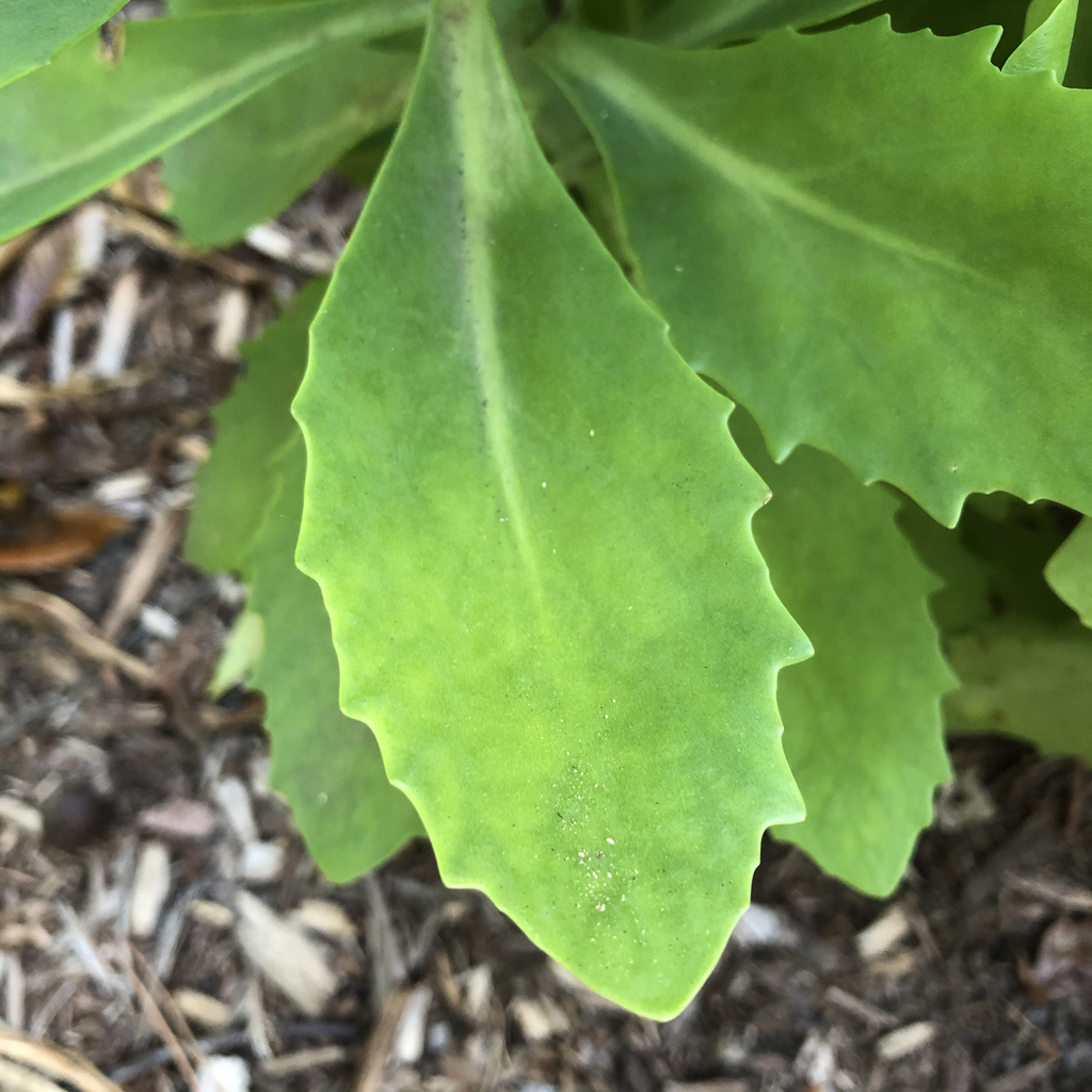 Foto de Hylotelephium 'Herbstfreude' AUTUMN JOY - Leaf Margin (Durham County,NC)-Mid Summer:Andrea Laine