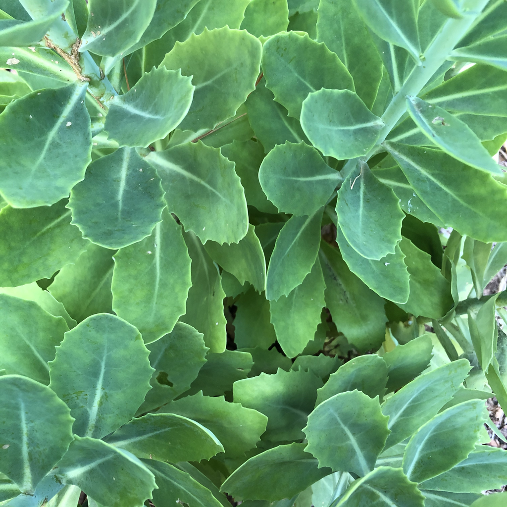 Foto de Hylotelephium 'Herbstfreude' AUTUMN JOY - Leaves Close-Up (Durham County,NC)-Mid Summer:Andrea Laine