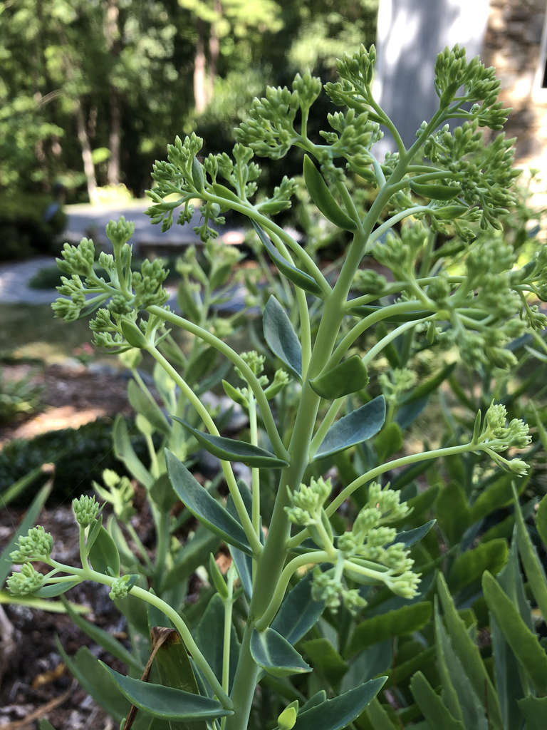 Foto de Hylotelephium 'Herbstfreude' AUTUMN JOY - Stem (Durham County,NC)-Mid Summer:Andrea Laine