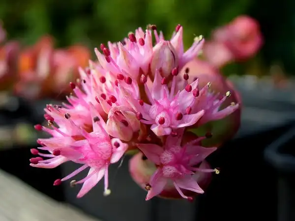 Foto de Hylotelephium sieboldii (Hylotelephium sieboldiis)
