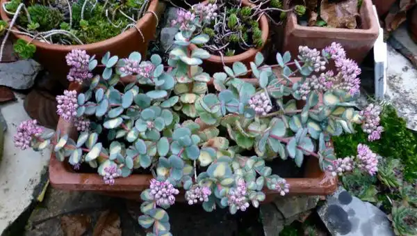 Foto de Hylotelephium sieboldii - Growth habit:Christina