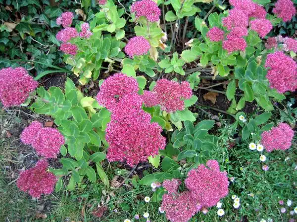 Фото Hylotelephium spectabile (Hylotelephium spectabiles)