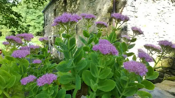 Фото Hylotelephium spectabile (Hylotelephium spectabiles)